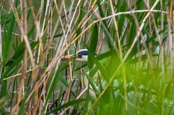 Grey Heron Kitamoto Nature Observation Park Sun, 4/25/2021