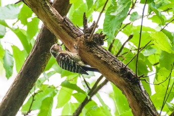 Japanese Pygmy Woodpecker Kitamoto Nature Observation Park Sun, 4/25/2021