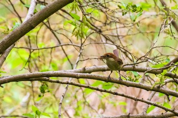 Bull-headed Shrike Kitamoto Nature Observation Park Sun, 4/25/2021