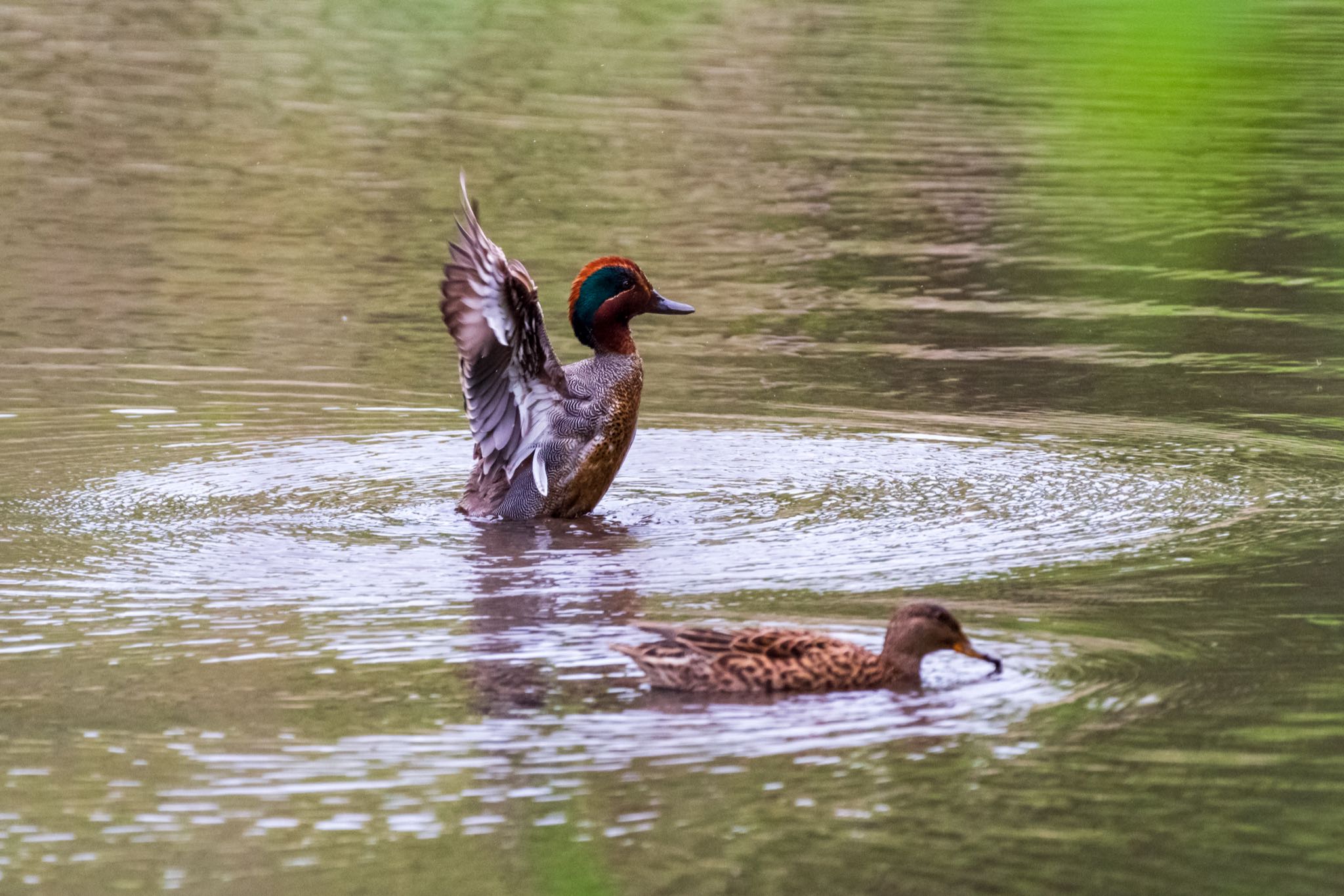 北本自然観察公園 コガモの写真 by Marco Birds