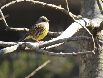 Masked Bunting 21世紀の森と広場(千葉県松戸市) Sun, 2/19/2017