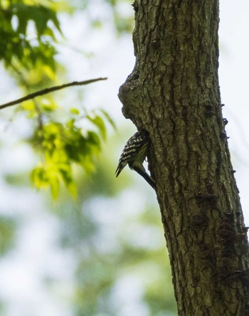 Japanese Pygmy Woodpecker Mizumoto Park Fri, 4/30/2021