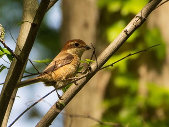 Bull-headed Shrike Mizumoto Park Fri, 4/30/2021