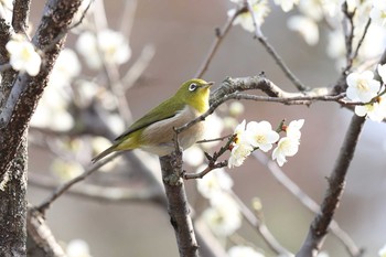 Warbling White-eye 須磨離宮公園 Sat, 2/20/2021