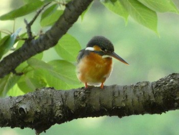 2021年5月2日(日) 三ツ池公園(横浜市鶴見区)の野鳥観察記録