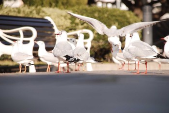 Black-headed Gull 山下公園 Thu, 3/1/2007