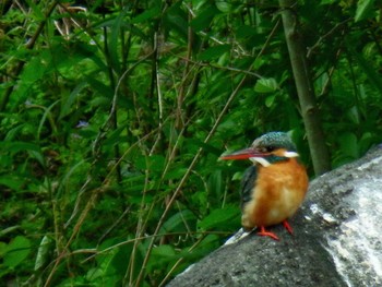 Common Kingfisher 四季の森公園(横浜市緑区) Tue, 4/27/2021