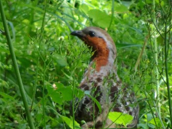 2021年5月3日(月) 薬師池公園の野鳥観察記録