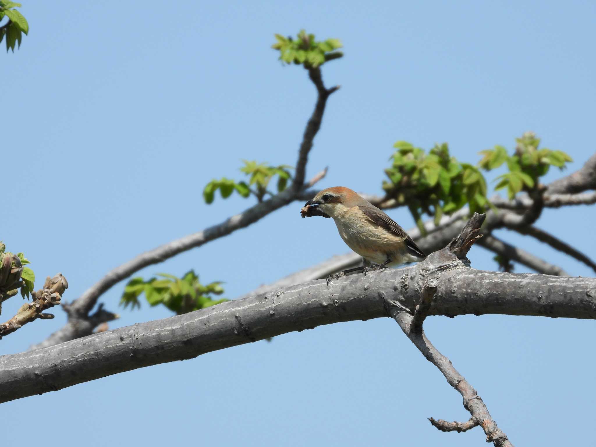 Photo of Bull-headed Shrike at 多摩川 by avemania