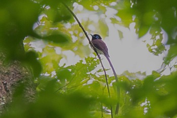 サンコウチョウ 三田洞 2015年5月16日(土)