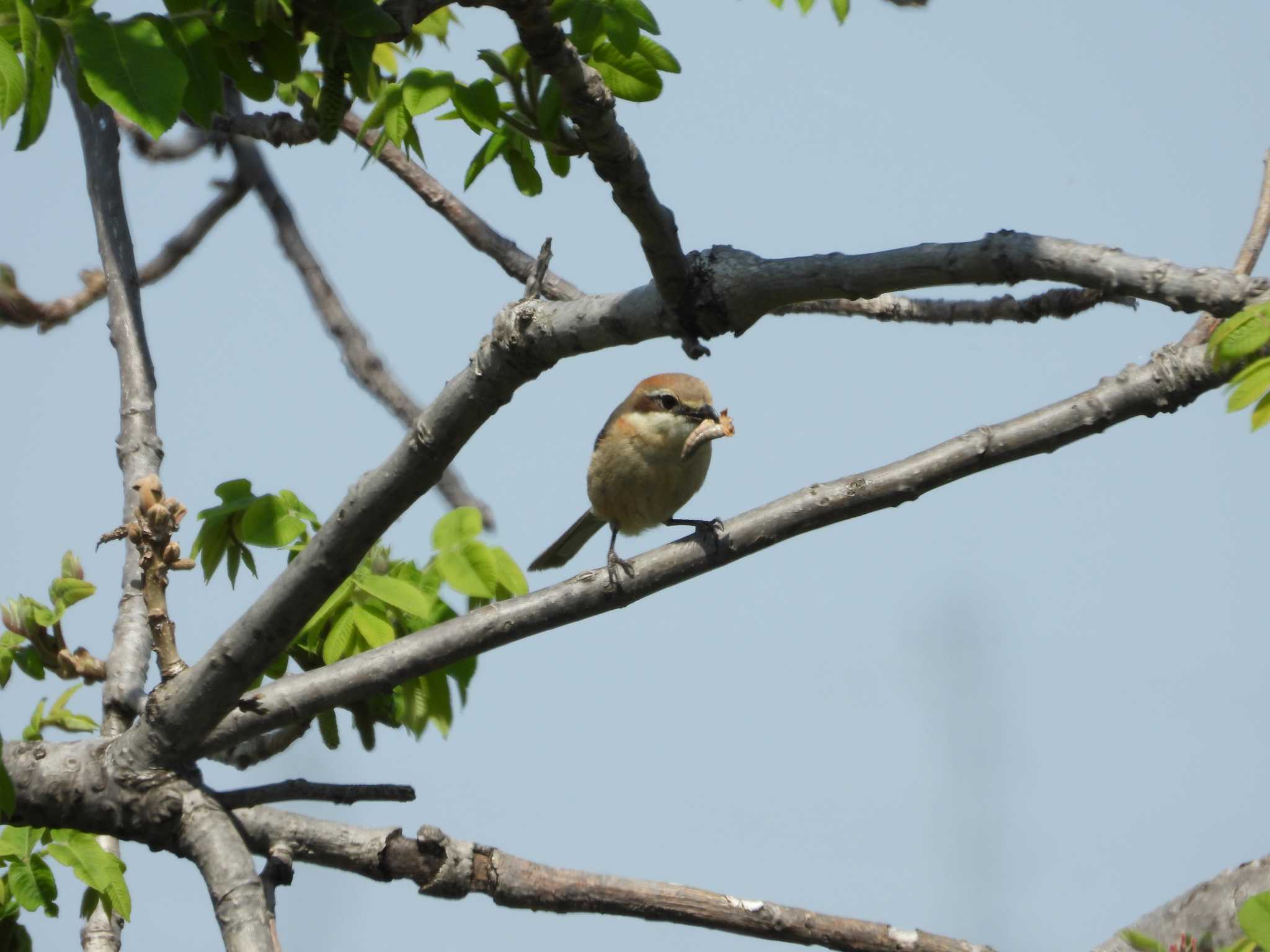 Photo of Bull-headed Shrike at 多摩川 by avemania