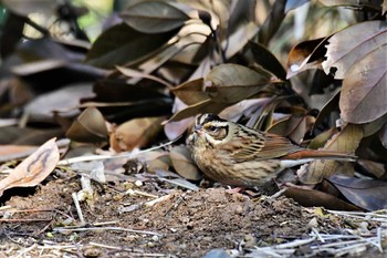 Tristram's Bunting 禄剛崎 Mon, 5/3/2021