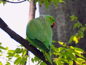 ワカケホンセイインコ 東京都世田谷区 2021年5月3日(月)