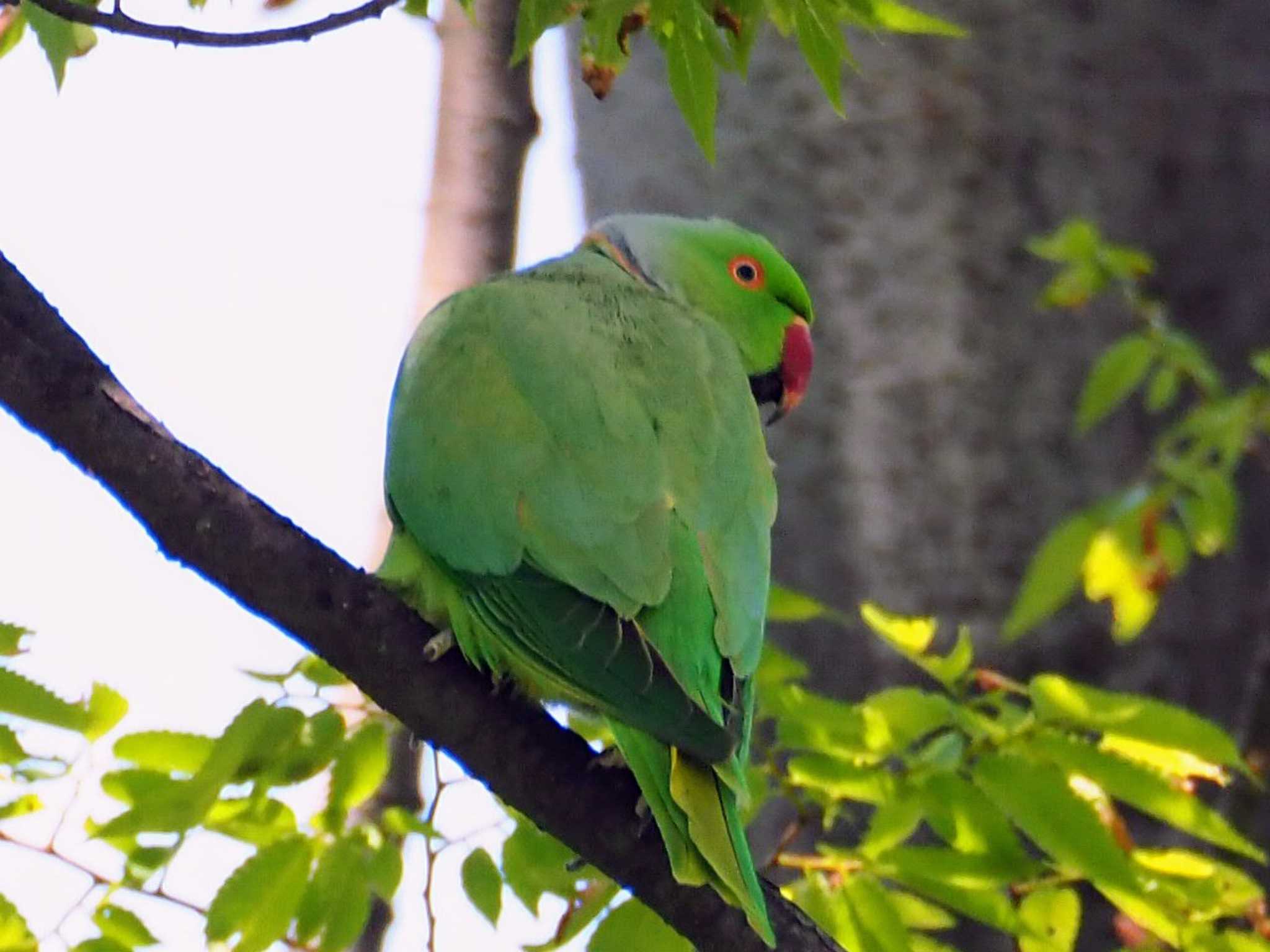 東京都世田谷区 ワカケホンセイインコの写真 by とろろ