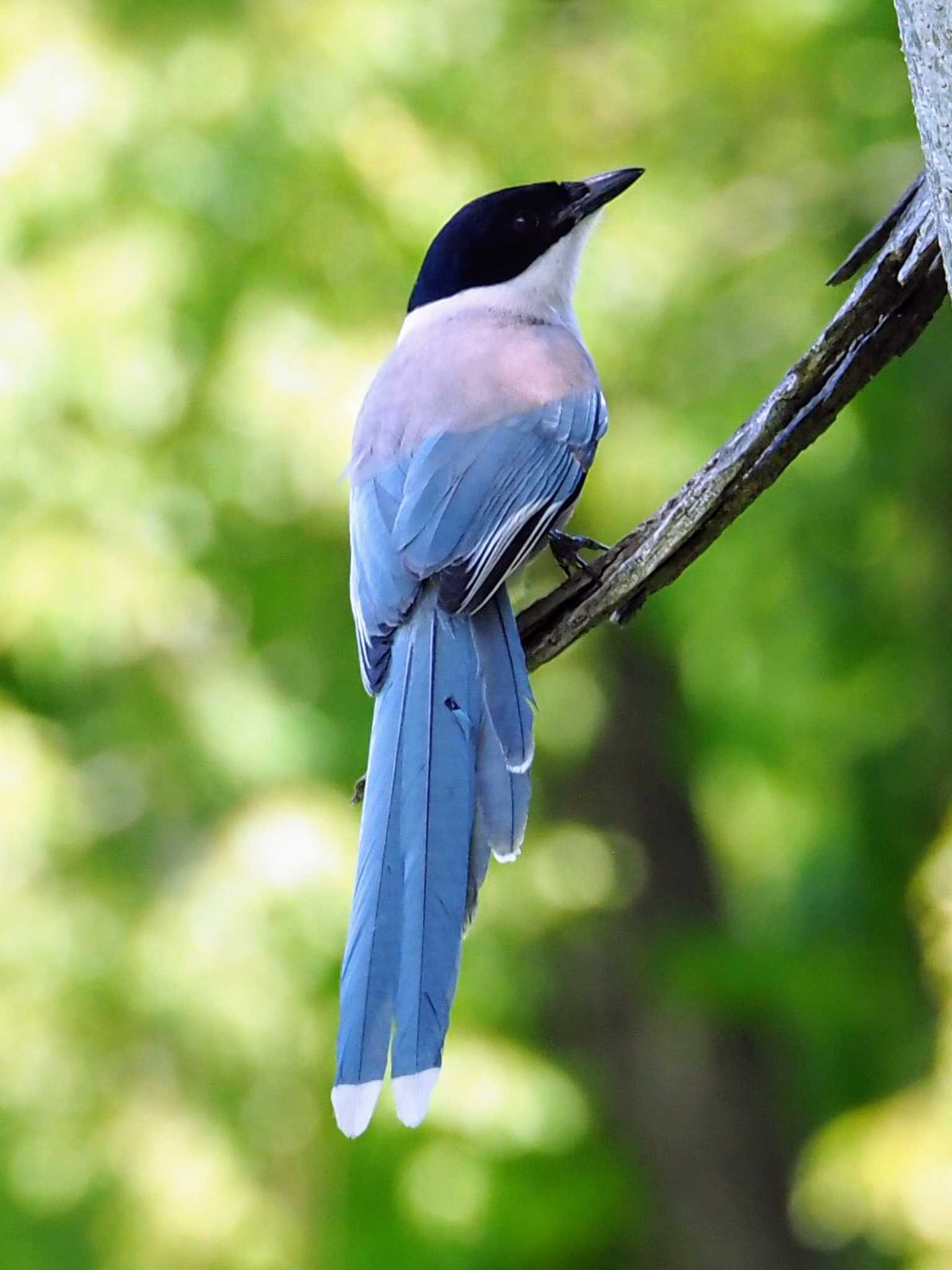 Photo of Azure-winged Magpie at 東京都世田谷区 by とろろ