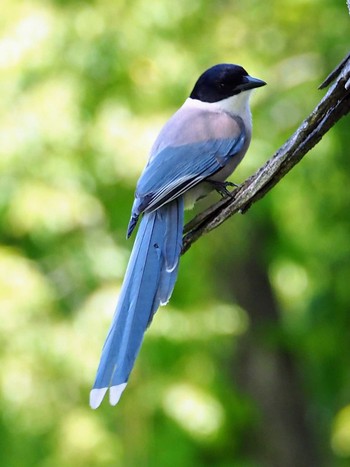 Azure-winged Magpie 東京都世田谷区 Mon, 5/3/2021