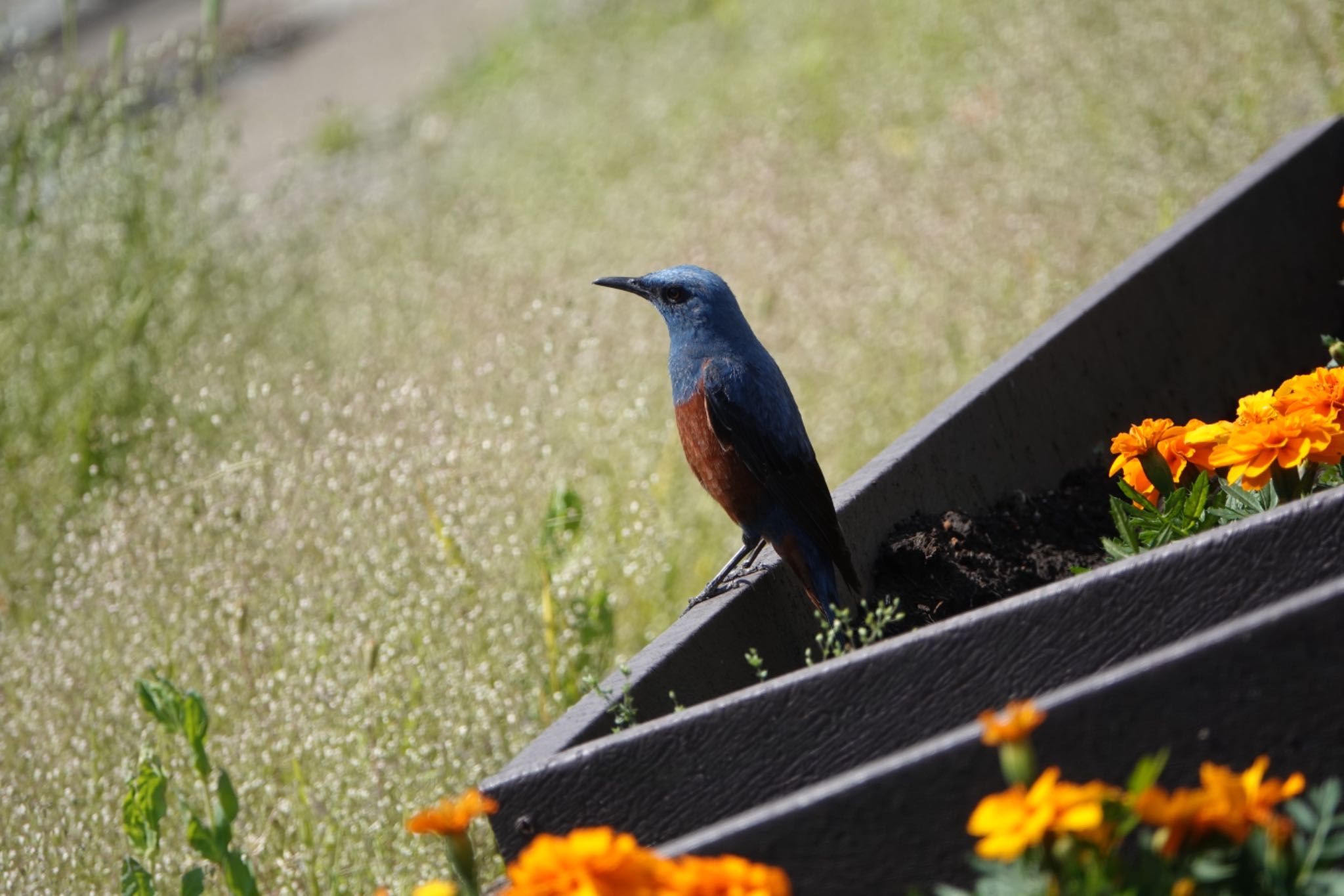 Photo of Blue Rock Thrush at 東京都 by ひじり