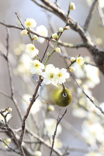 Warbling White-eye 須磨離宮公園 Sat, 2/20/2021