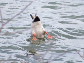 2021年5月3日(月) 阿寒湖の野鳥観察記録