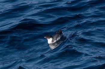 ウミスズメ 城ヶ島 2017年3月3日(金)