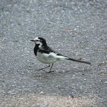 White Wagtail 滋賀県近江富士花緑公園 Mon, 5/3/2021