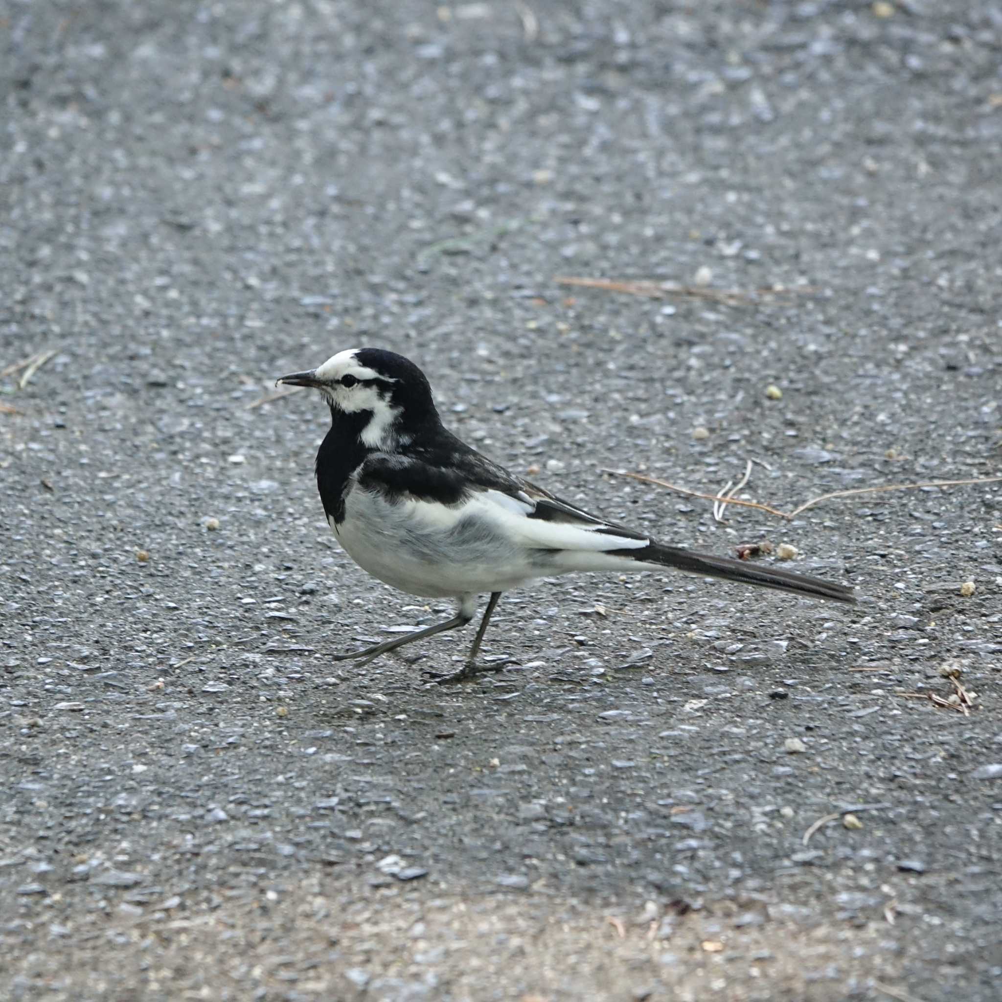 White Wagtail