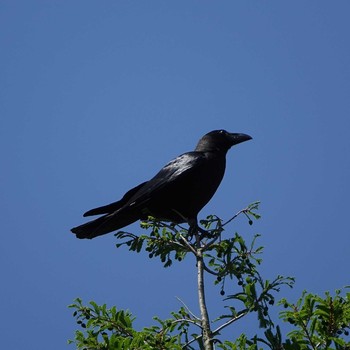 Large-billed Crow 滋賀県近江富士花緑公園 Mon, 5/3/2021