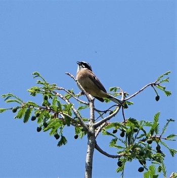 Meadow Bunting 滋賀県近江富士花緑公園 Mon, 5/3/2021