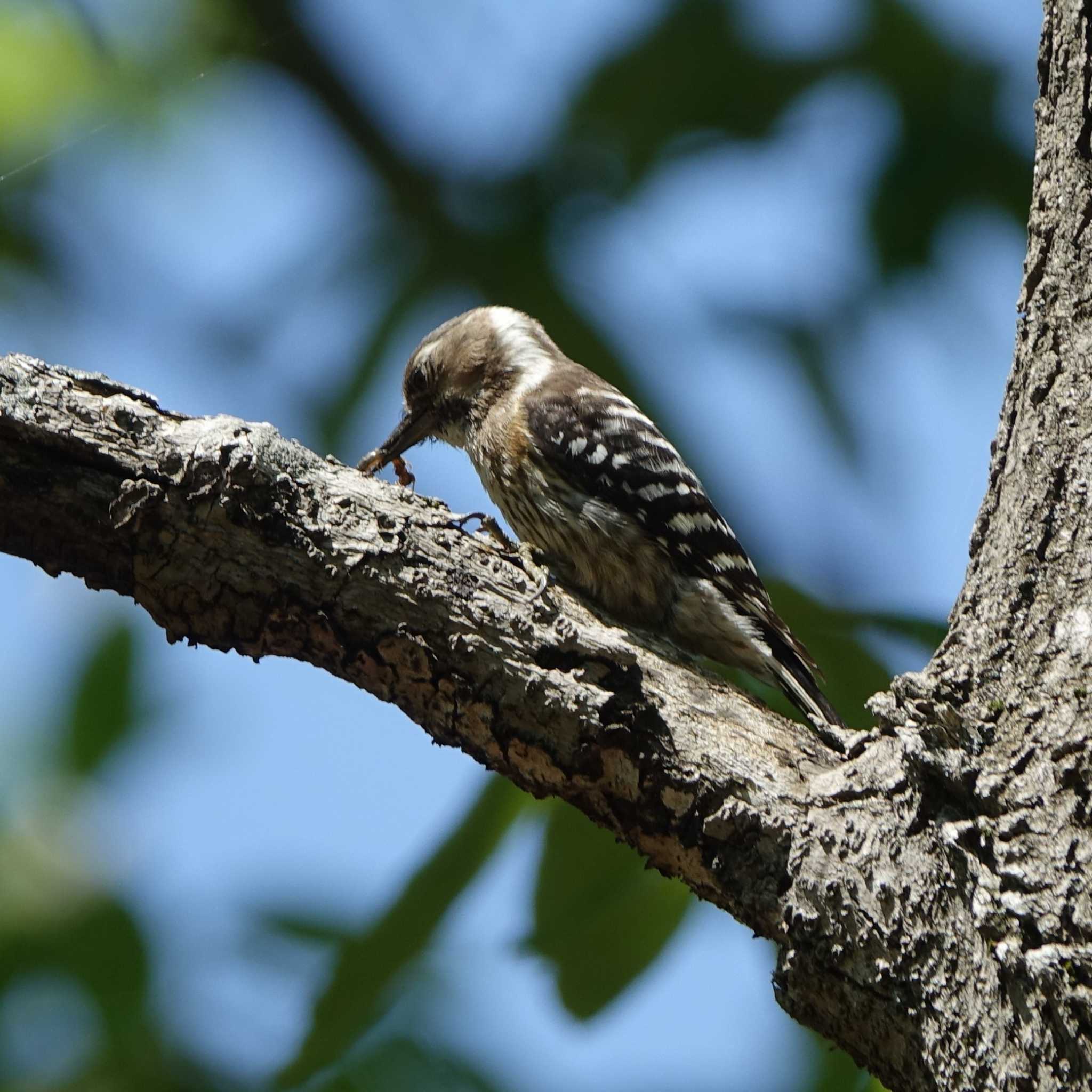 Japanese Pygmy Woodpecker