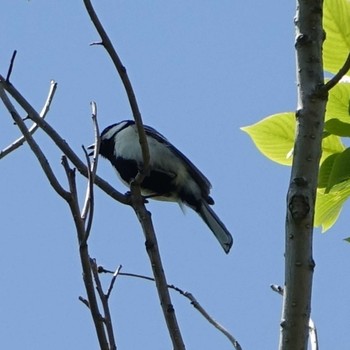 Japanese Tit 滋賀県近江富士花緑公園 Mon, 5/3/2021