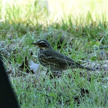 Olive-backed Pipit 滋賀県近江富士花緑公園 Mon, 5/3/2021