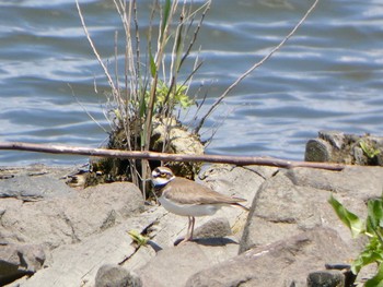 Little Ringed Plover 千住桜木自然地 (東京都足立区) Mon, 5/3/2021