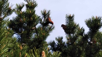 2021年5月3日(月) 豊平川の野鳥観察記録