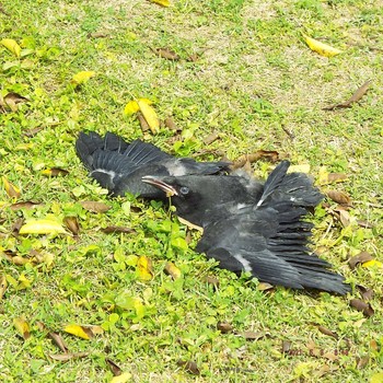 Carrion Crow 豊洲 Mon, 5/3/2021