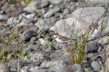 Little Ringed Plover 酒匂川 Fri, 4/30/2021