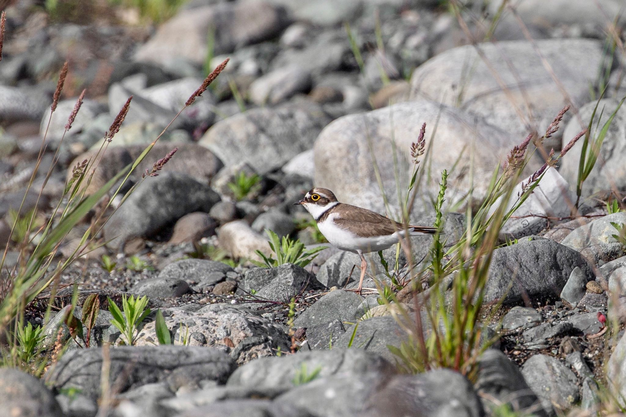 Photo of Little Ringed Plover at 酒匂川 by Leaf