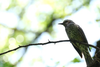 ヒヨドリ 東村山 2021年5月3日(月)