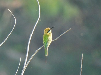 Asian Green Bee-eater Maprachan Reservoir Mon, 5/3/2021