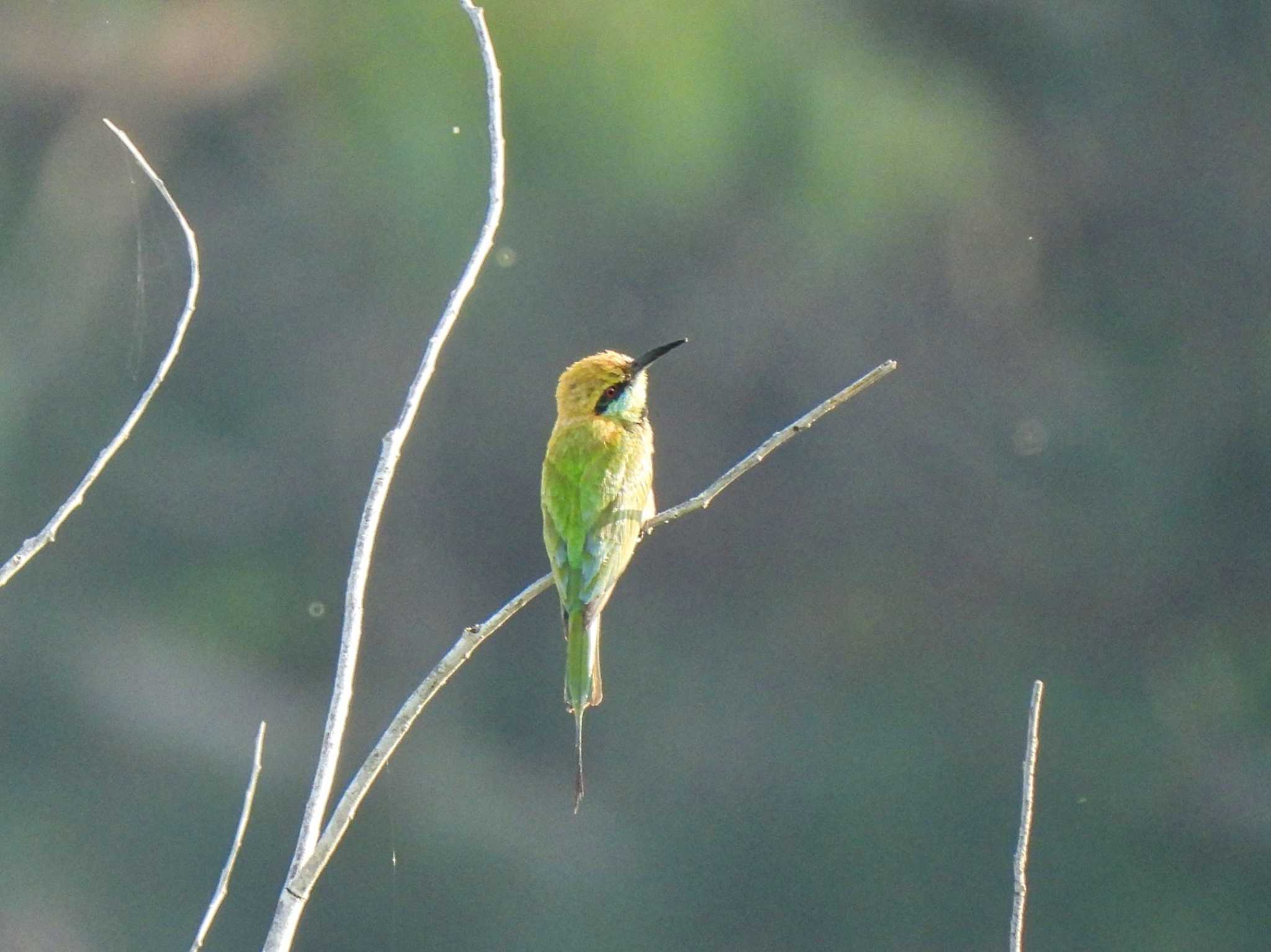 Asian Green Bee-eater