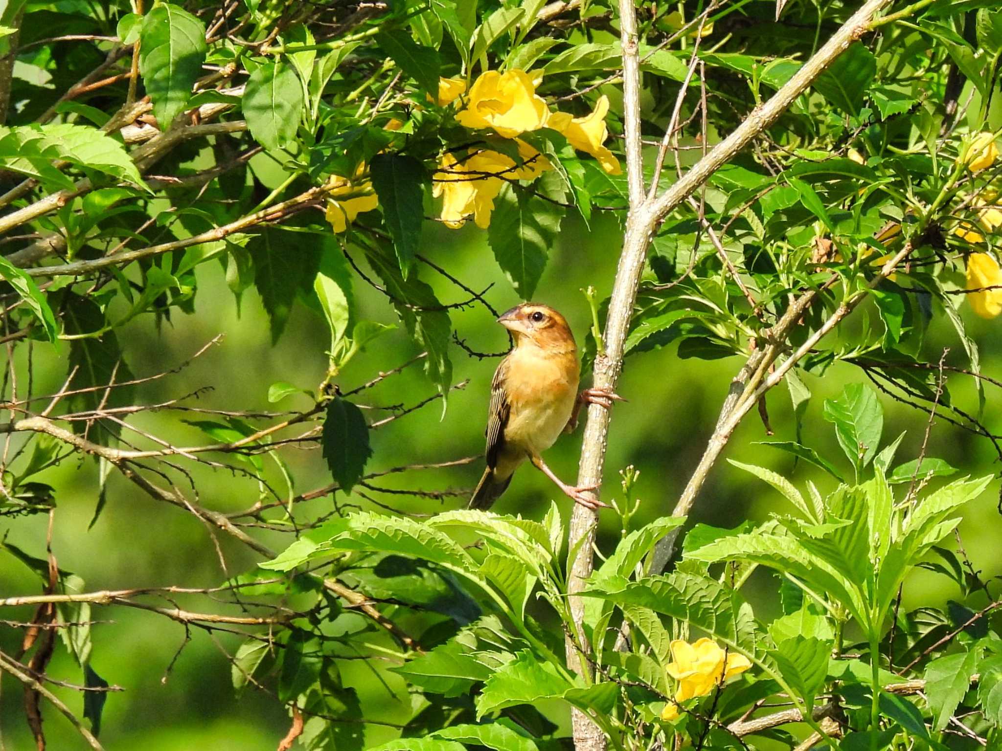 Asian Golden Weaver