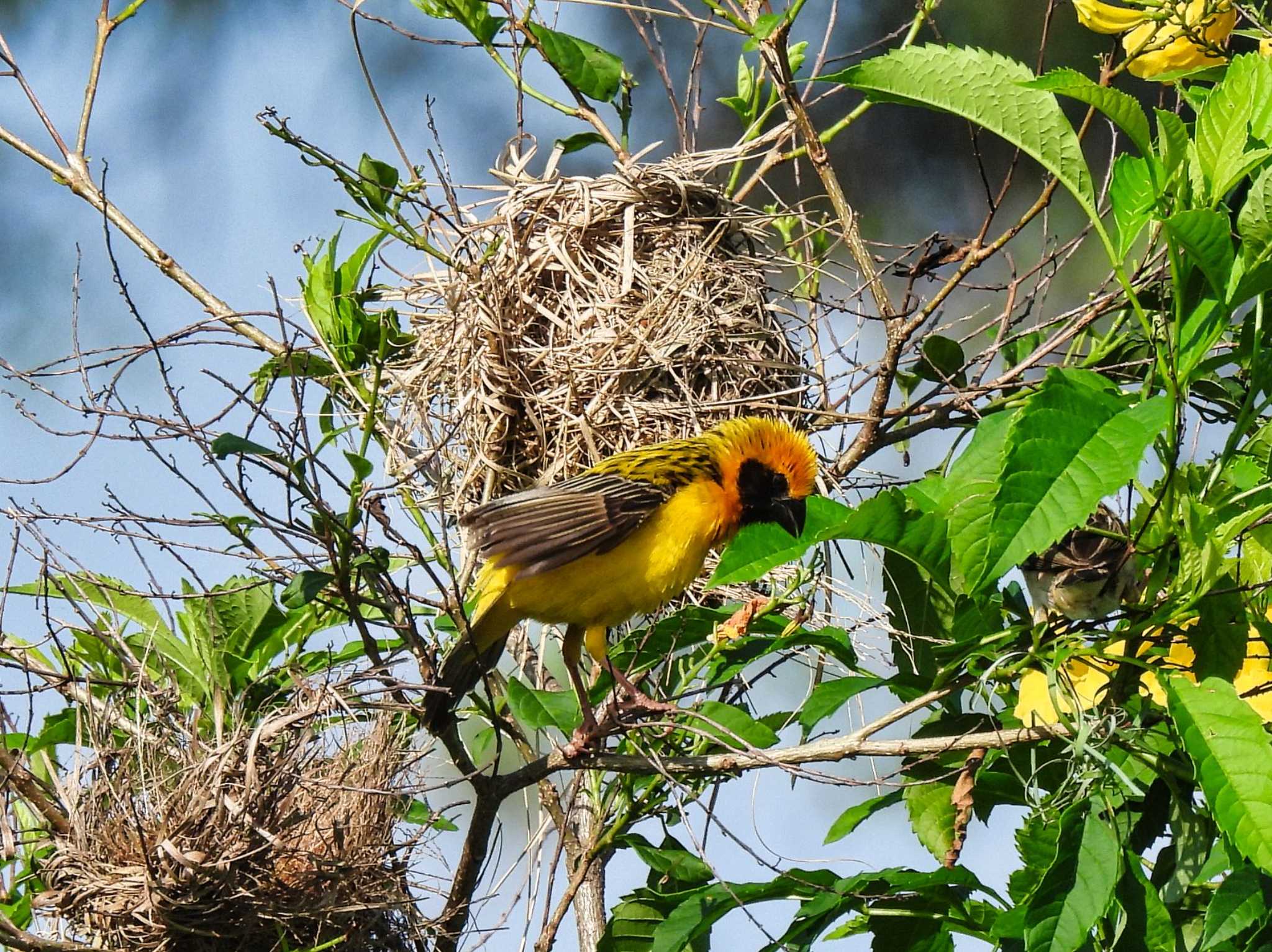 Asian Golden Weaver