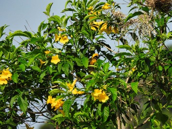 Asian Golden Weaver Maprachan Reservoir Mon, 5/3/2021