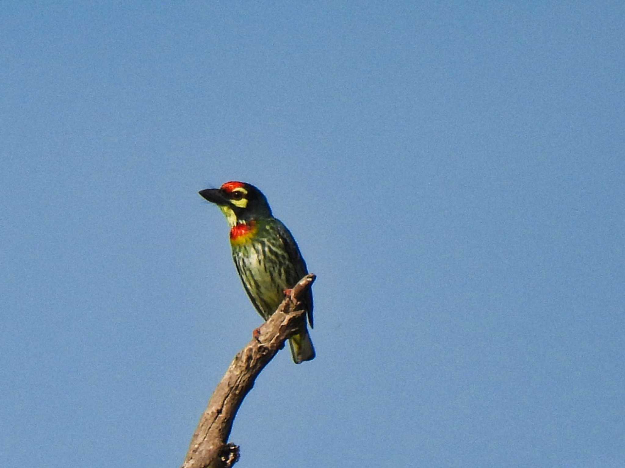 Coppersmith Barbet