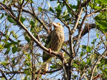 Lineated Barbet Maprachan Reservoir Mon, 5/3/2021