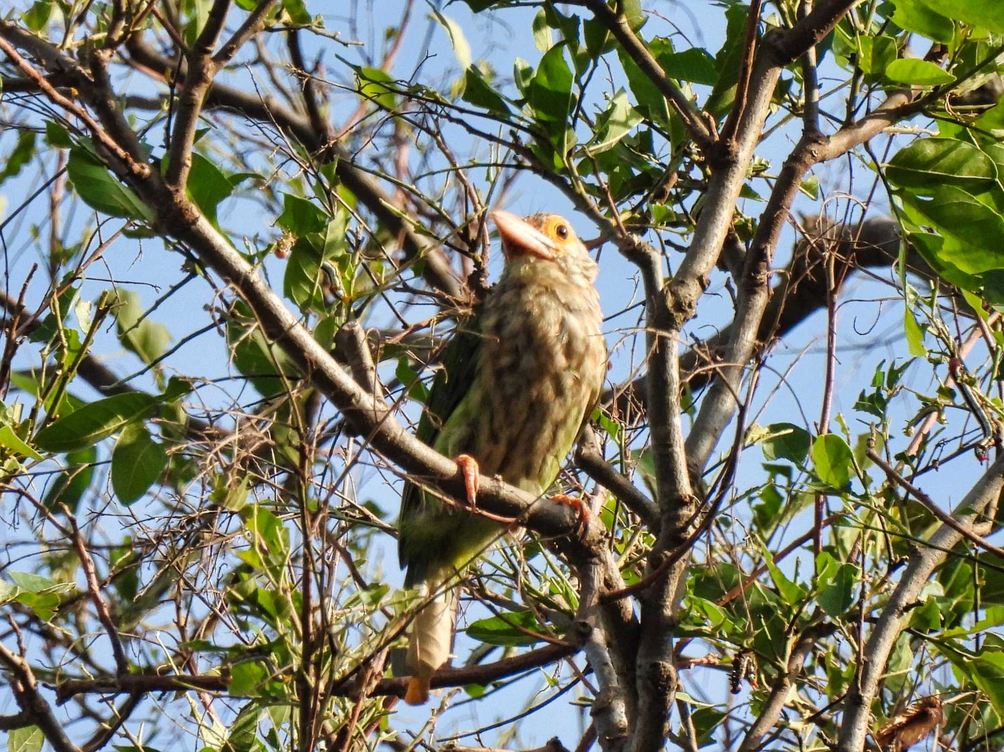 Lineated Barbet