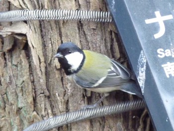 シジュウカラ 長居公園植物園 2017年3月3日(金)