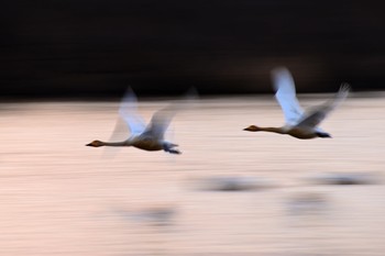 Whooper Swan 茨城県　坂東市　天神山公園 Sun, 2/14/2021