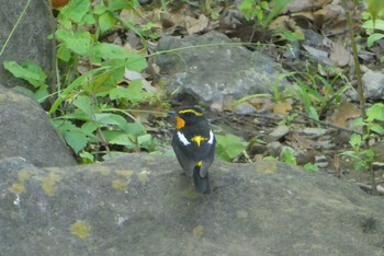 2021年5月1日(土) 都立浮間公園の野鳥観察記録