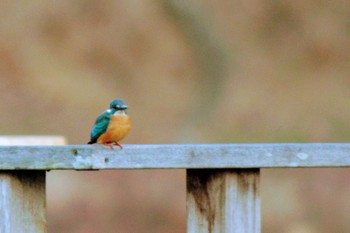 Common Kingfisher 茨城県守谷市　四季の里公園 Sat, 1/30/2021