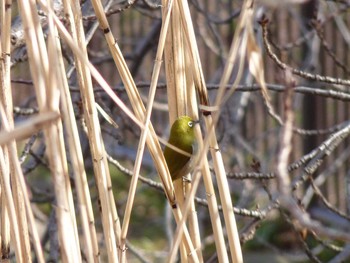 Warbling White-eye Nagai Botanical Garden Fri, 3/3/2017